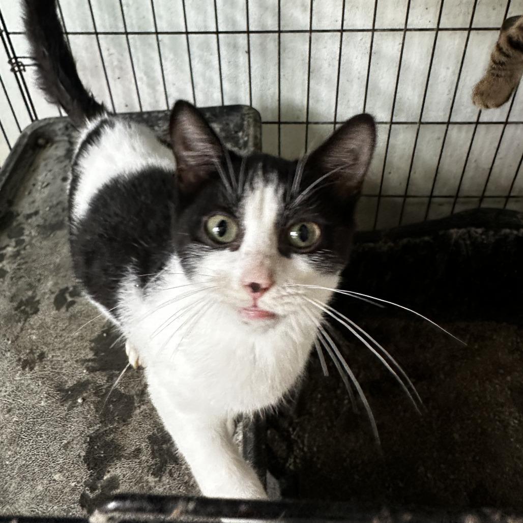 Enlarge Fifi, a Adoptable Domestic Short Hair in San Juan, PR image 3/4