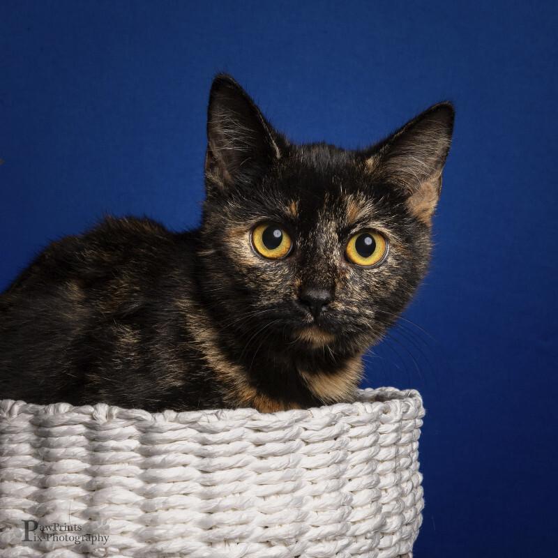 Patches, Adoptable, Adult Female Domestic Short Hair.