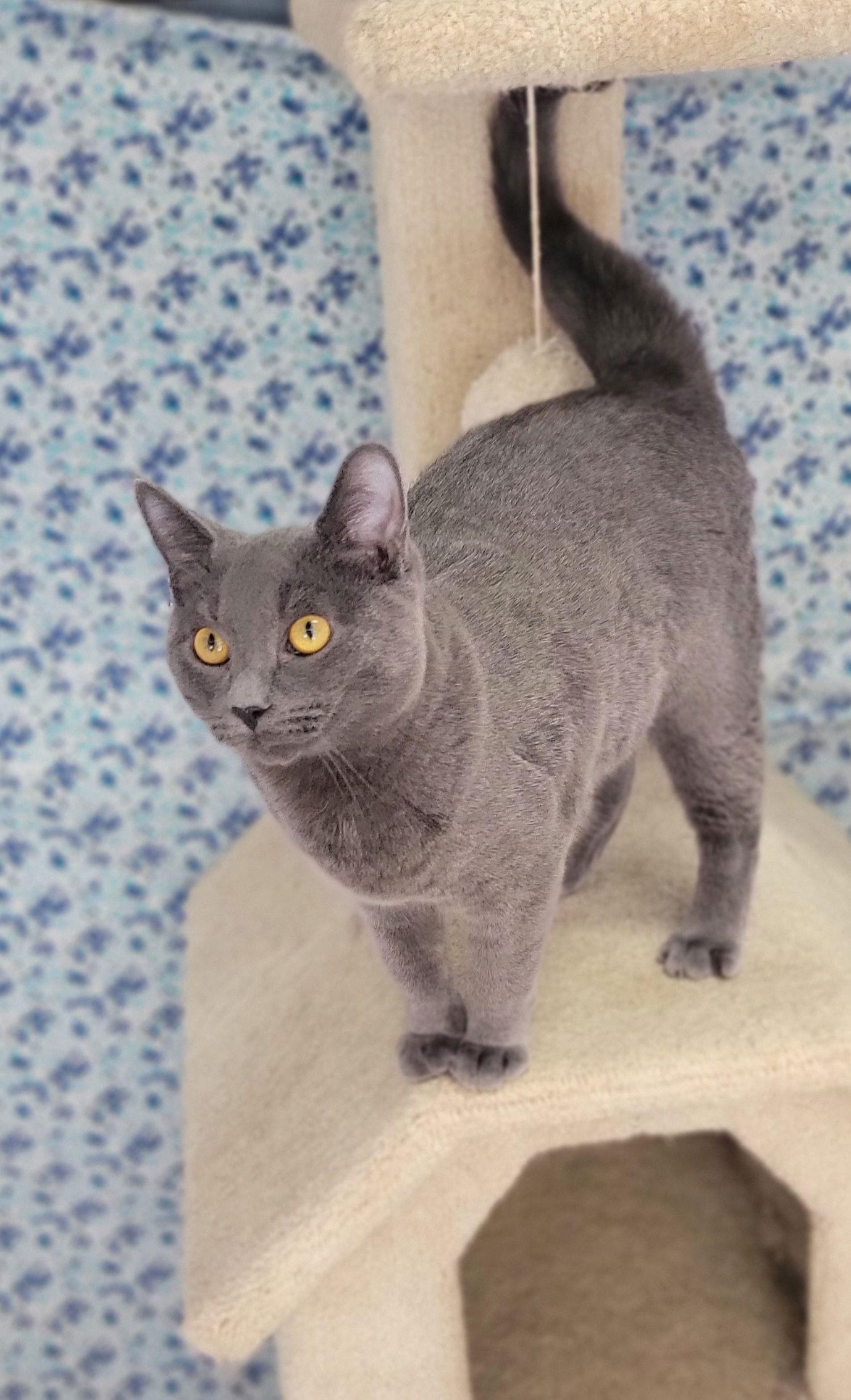 Slate, Adoptable, Young Male Domestic Short Hair.