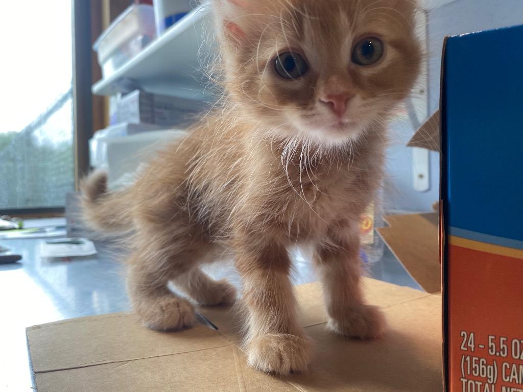 Hugo, Adoptable, Young Male Domestic Long Hair.