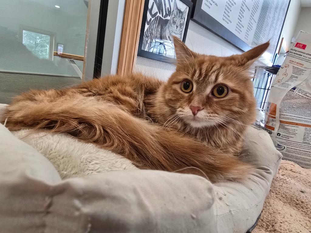 Enlarge Hugo, a Adoptable mixed breed in Ashland, WI image 2/2