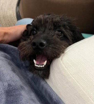 Franz, Adopted, Adult Male Poodle.