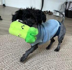 Enlarge Franz, a Adopted Poodle in San Diego, CA image 2/3