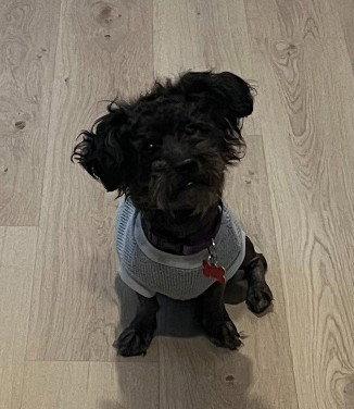 Enlarge Franz, a Adopted Poodle in San Diego, CA image 3/3