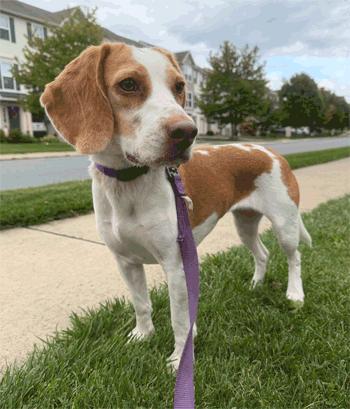 Aster, Adoptable, Adult Female Beagle.