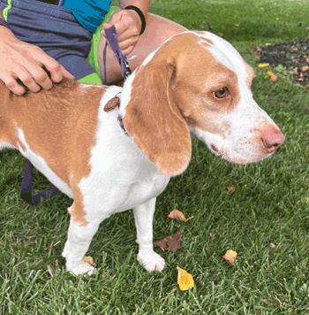 Enlarge Aster, a Adoptable Beagle in West Decatur, PA image 5/5