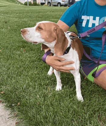 Enlarge Aster, a Adoptable Beagle in West Decatur, PA image 4/5