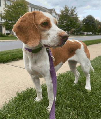 Enlarge Aster, a Adoptable Beagle in West Decatur, PA image 3/5