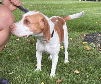 Enlarge Aster, a Adoptable Beagle in West Decatur, PA image 2/5