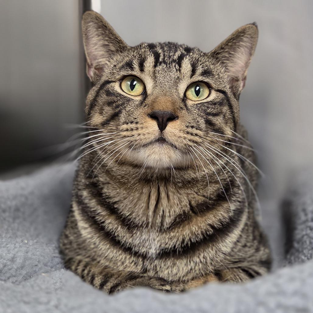 Chico, a Adoptable Domestic Short Hair in Pittsford, VT image 1/4