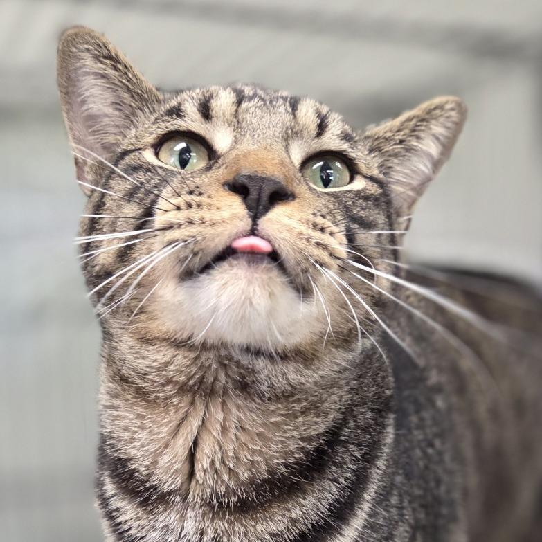Chico, a Adoptable Domestic Short Hair in Pittsford, VT image 3/4