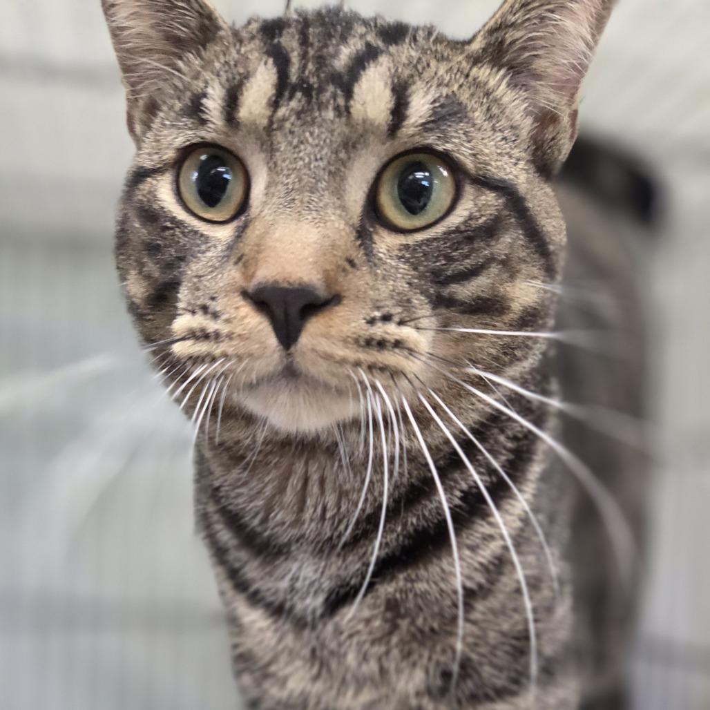 Chico, a Adoptable Domestic Short Hair in Pittsford, VT image 4/4