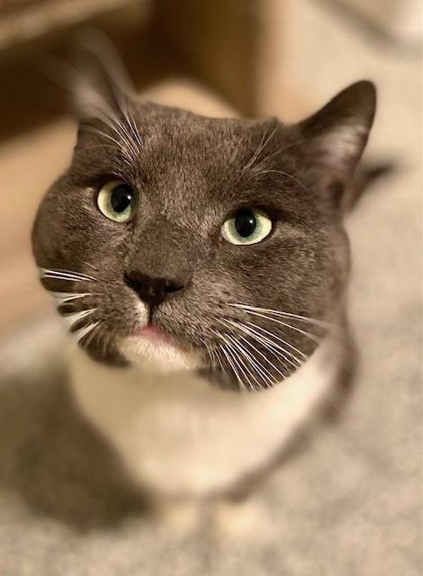 Martin, Adoptable, Adult Male Domestic Short Hair.