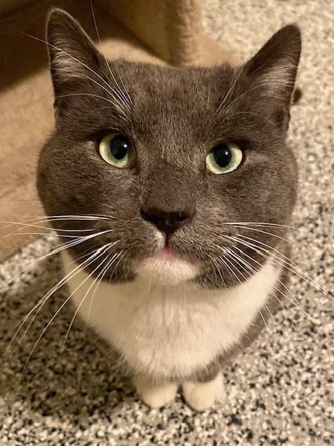 Enlarge Martin, a Adoptable Domestic Short Hair in Duxbury, MA image 2/3