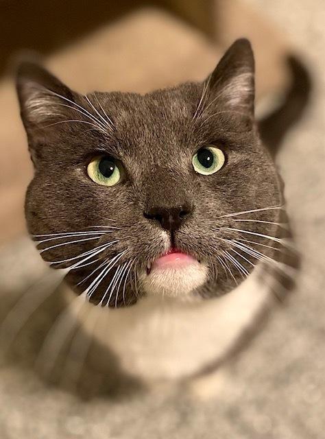 Enlarge Martin, a Adoptable Domestic Short Hair in Duxbury, MA image 3/3