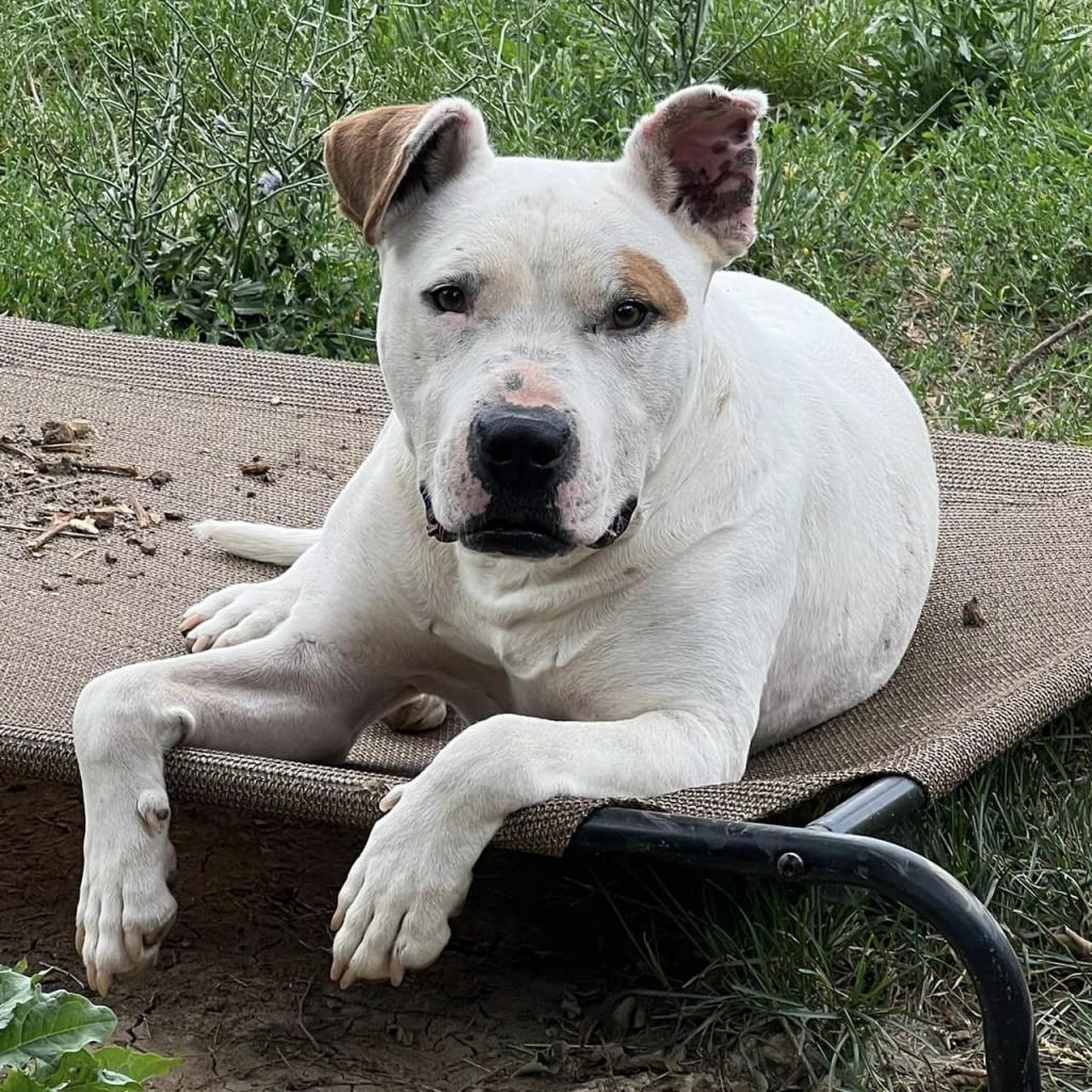 Enlarge Huey, a Adoptable mixed breed in Olathe, KS image 1/6