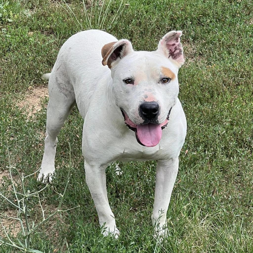 Enlarge Huey, a Adoptable mixed breed in Olathe, KS image 2/6