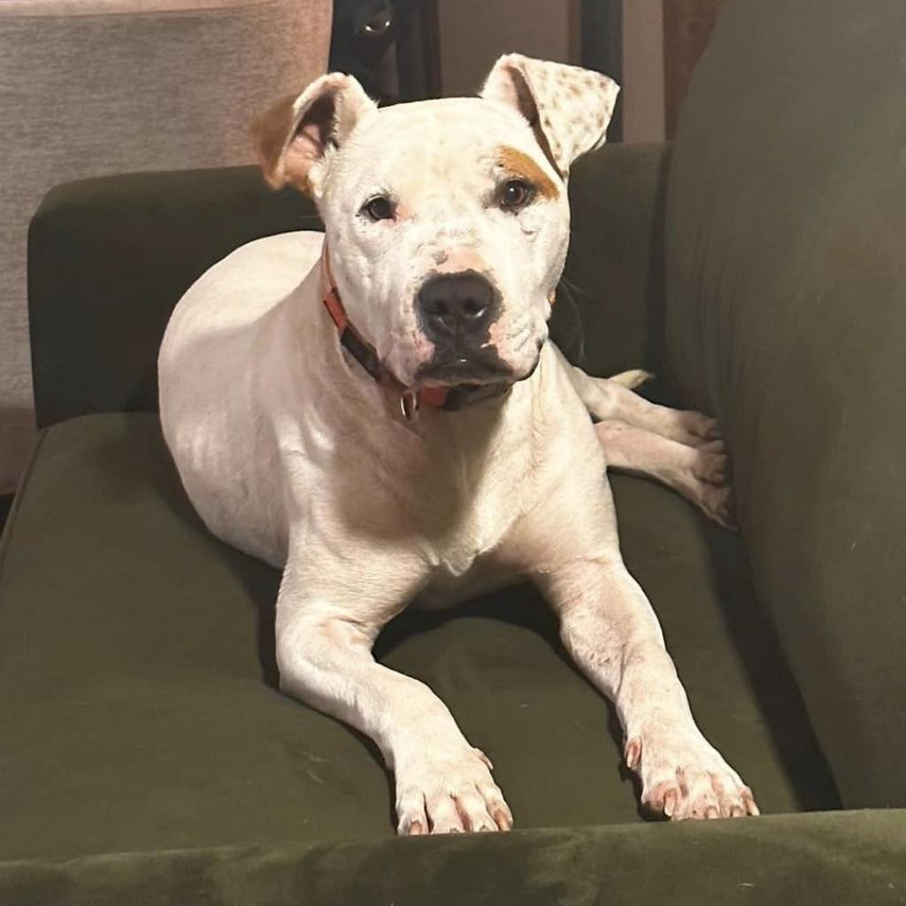 Huey, a Adoptable mixed breed in Olathe, KS image 3/5