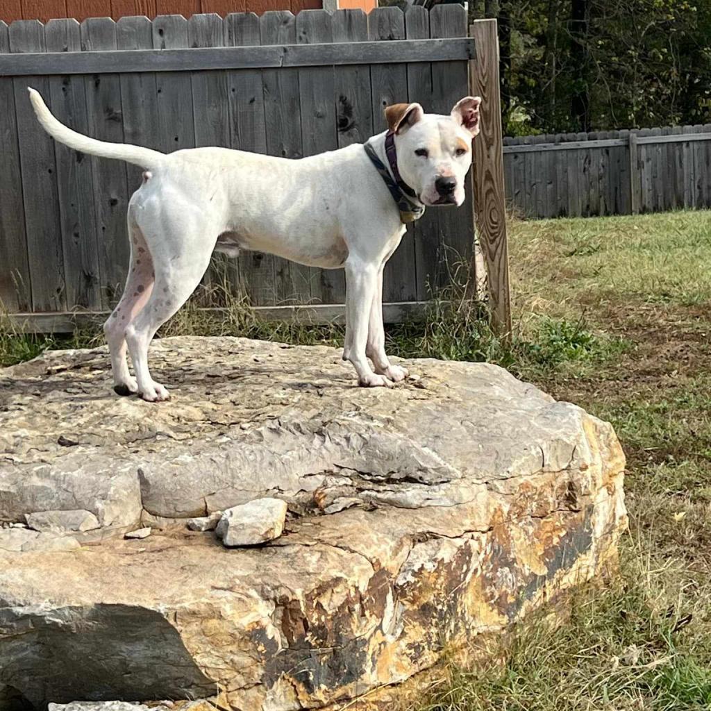 Enlarge Huey, a Adoptable mixed breed in Olathe, KS image 3/6