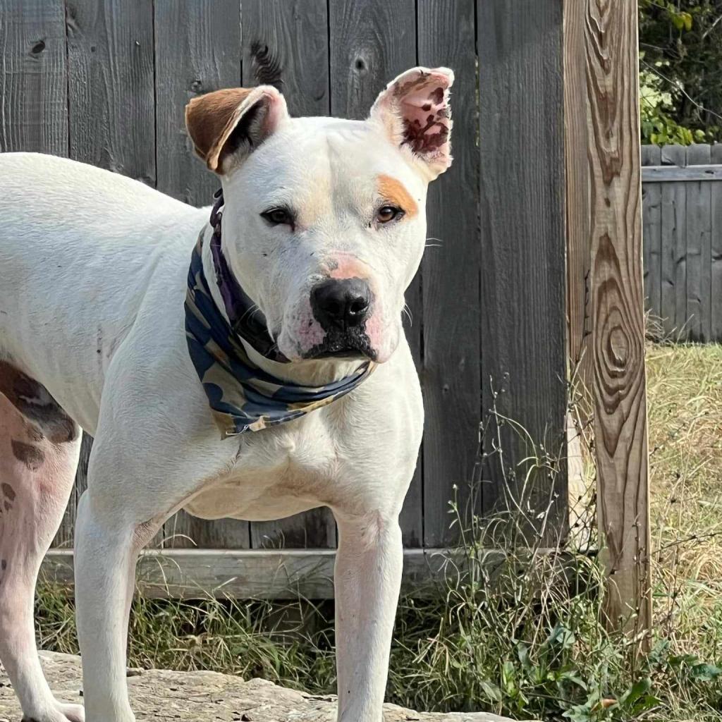 Enlarge Huey, a Adoptable mixed breed in Olathe, KS image 4/6