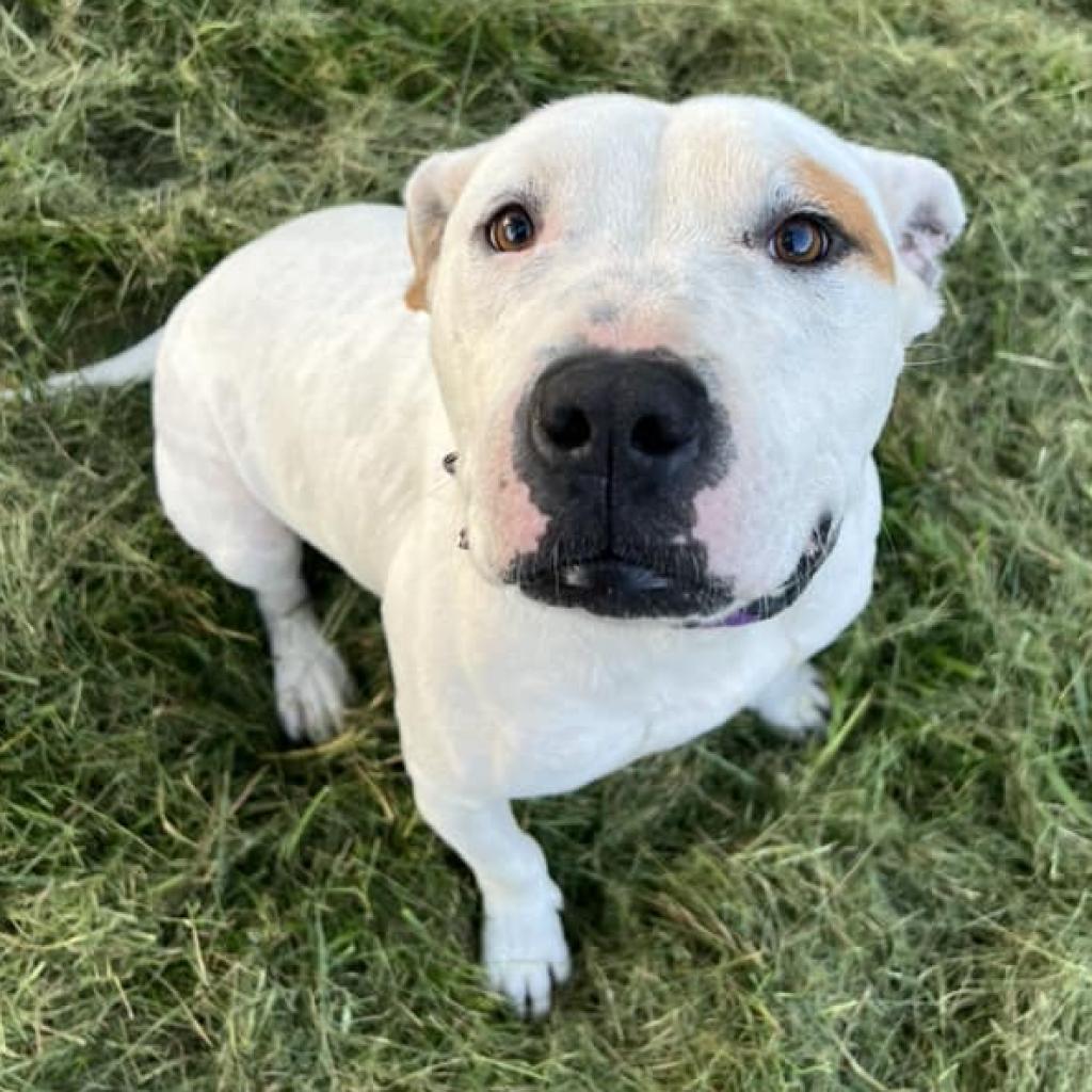 Enlarge Huey, a Adoptable mixed breed in Olathe, KS image 5/6