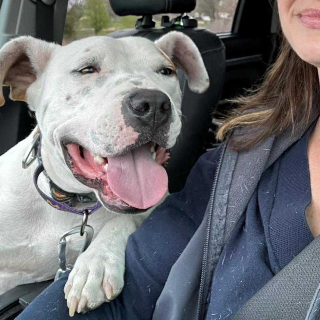 Enlarge Huey, a Adoptable mixed breed in Olathe, KS image 6/6