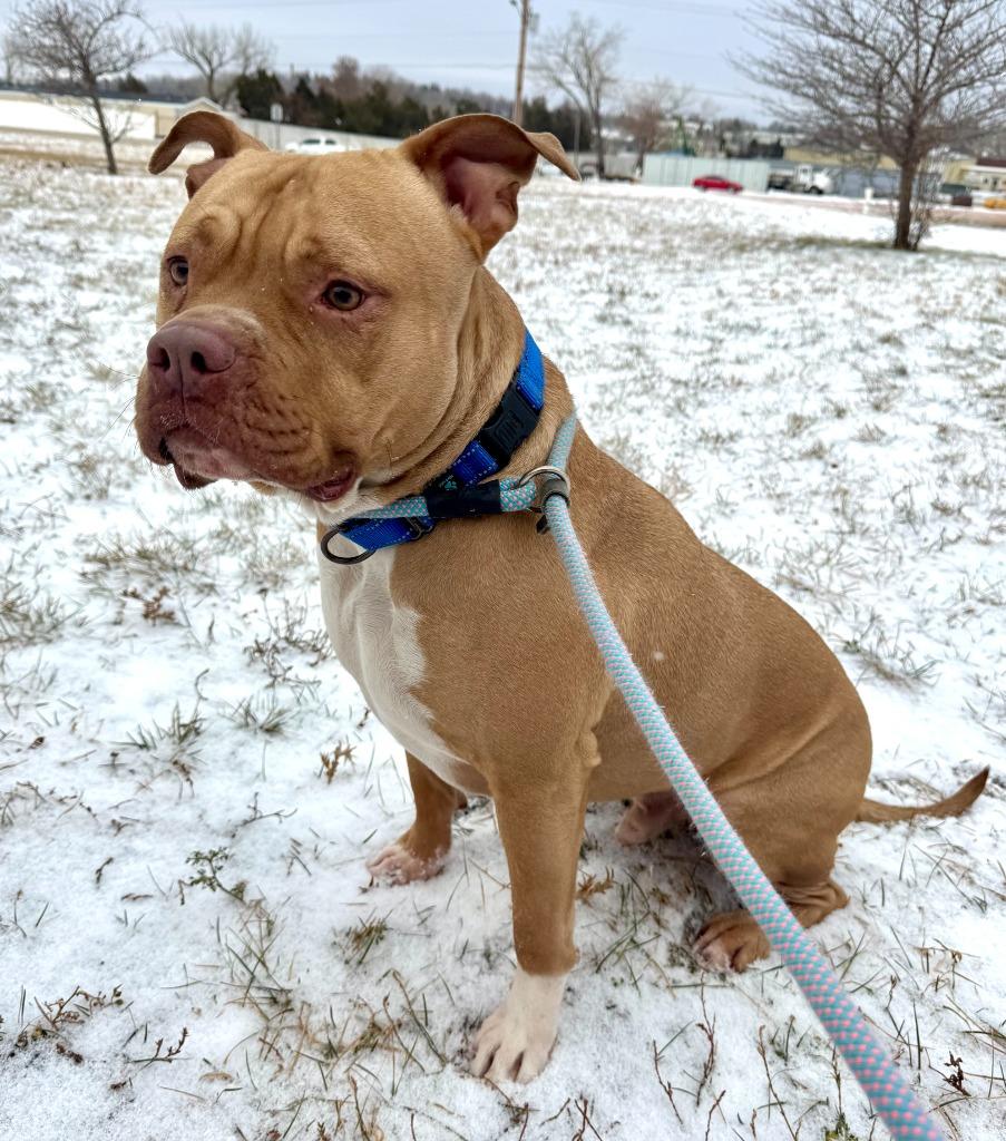 Tanner, Adoptable, Adult Male American Staffordshire Terrier & Mixed Breed.
