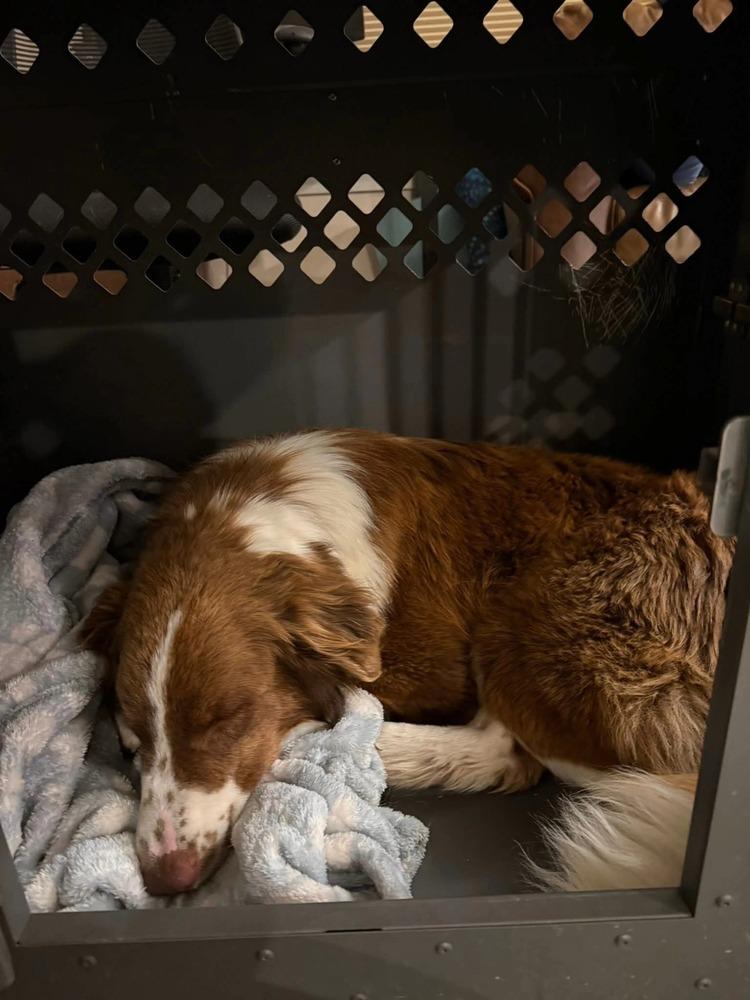 Enlarge Andy, a Adoptable mixed breed in Aurora, CO image 2/6