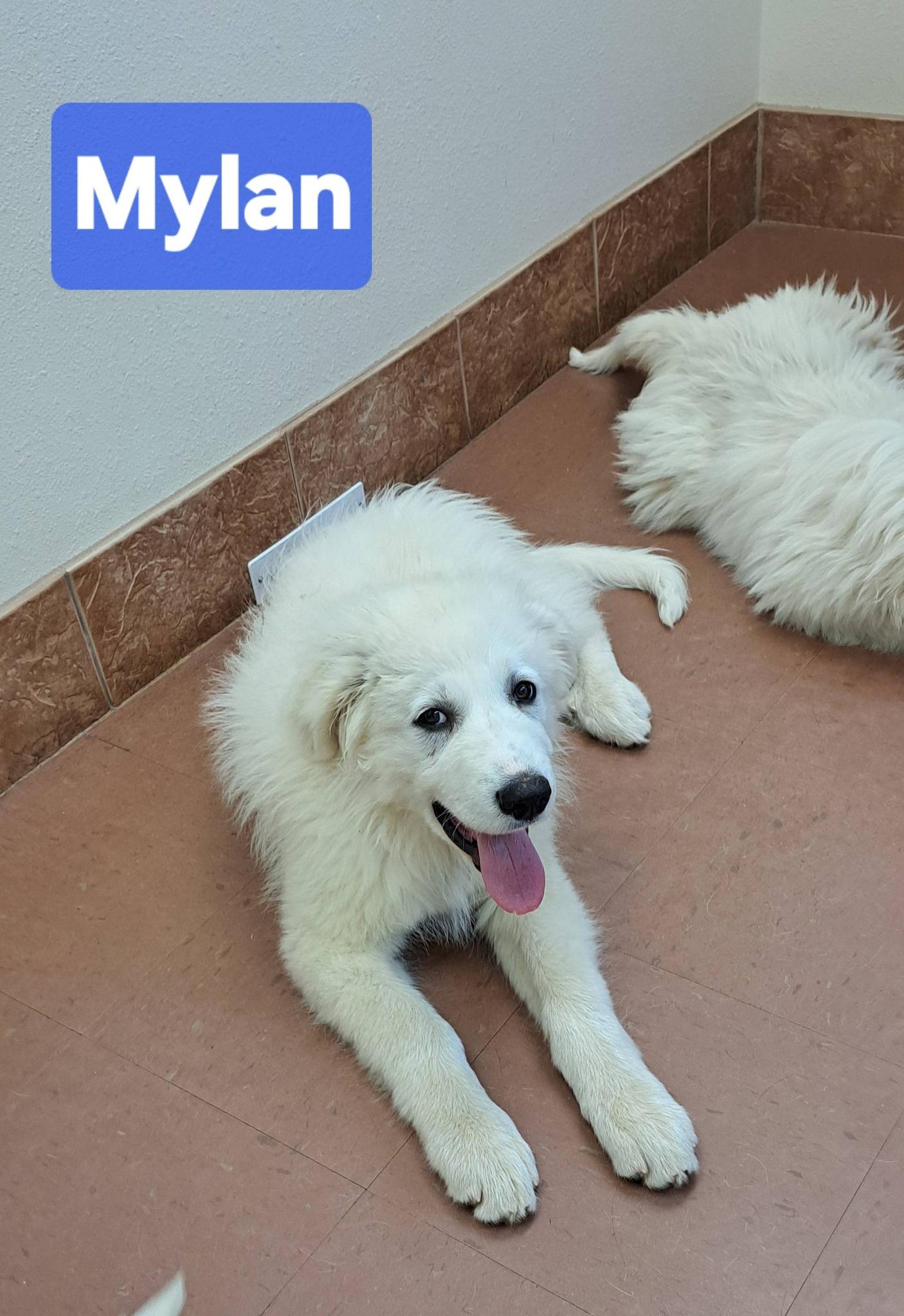 Enlarge Mylan, a ADOPTABLE Great Pyrenees in Claremont, NC image 1/1
