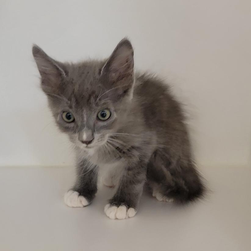 Retro, Adoptable, Kitten Male Domestic Medium Hair.