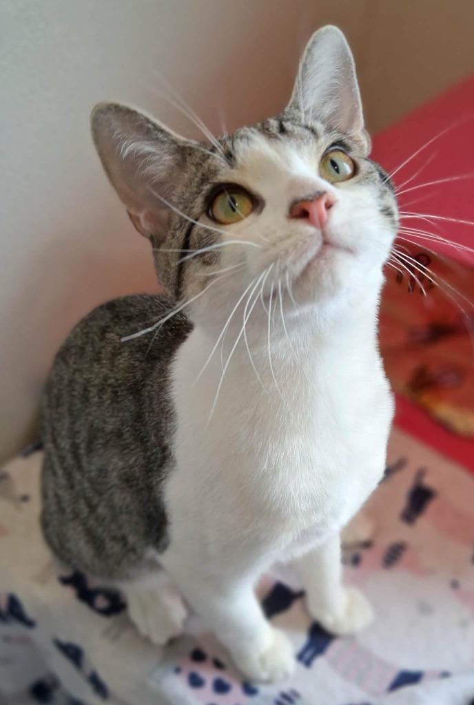 Vinnie, Adoptable, Young Male Domestic Short Hair.