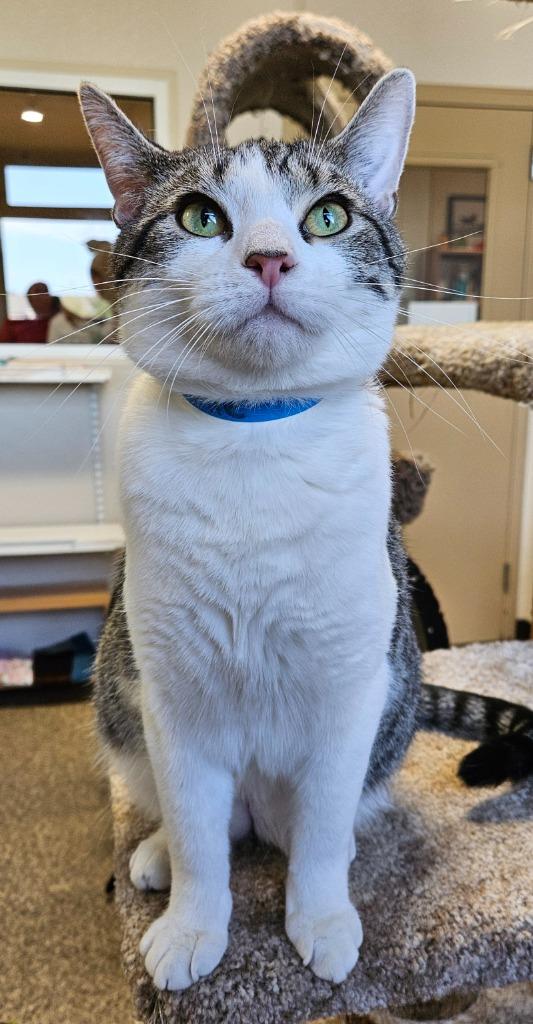 Enlarge Vinnie, a Adoptable mixed breed in Fremont, OH image 3/3