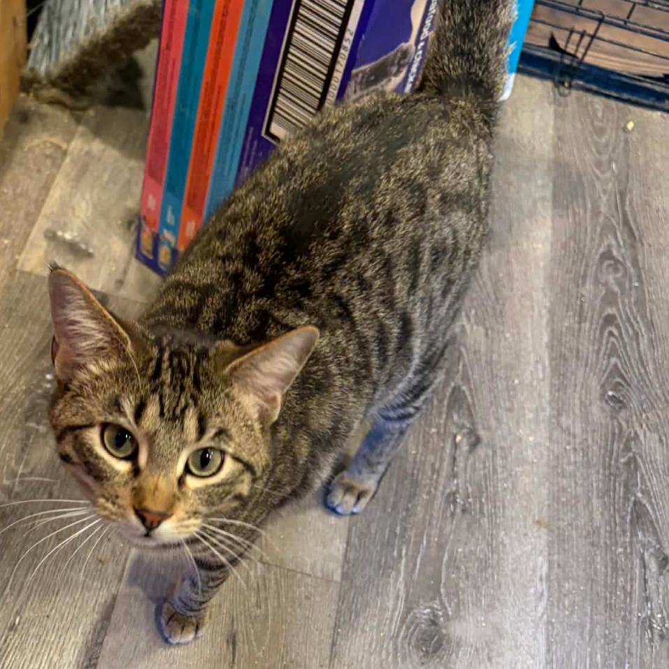 Enlarge Rigatoni (Nelson Three), a Adoptable Domestic Short Hair in Granby, MO image 1/1