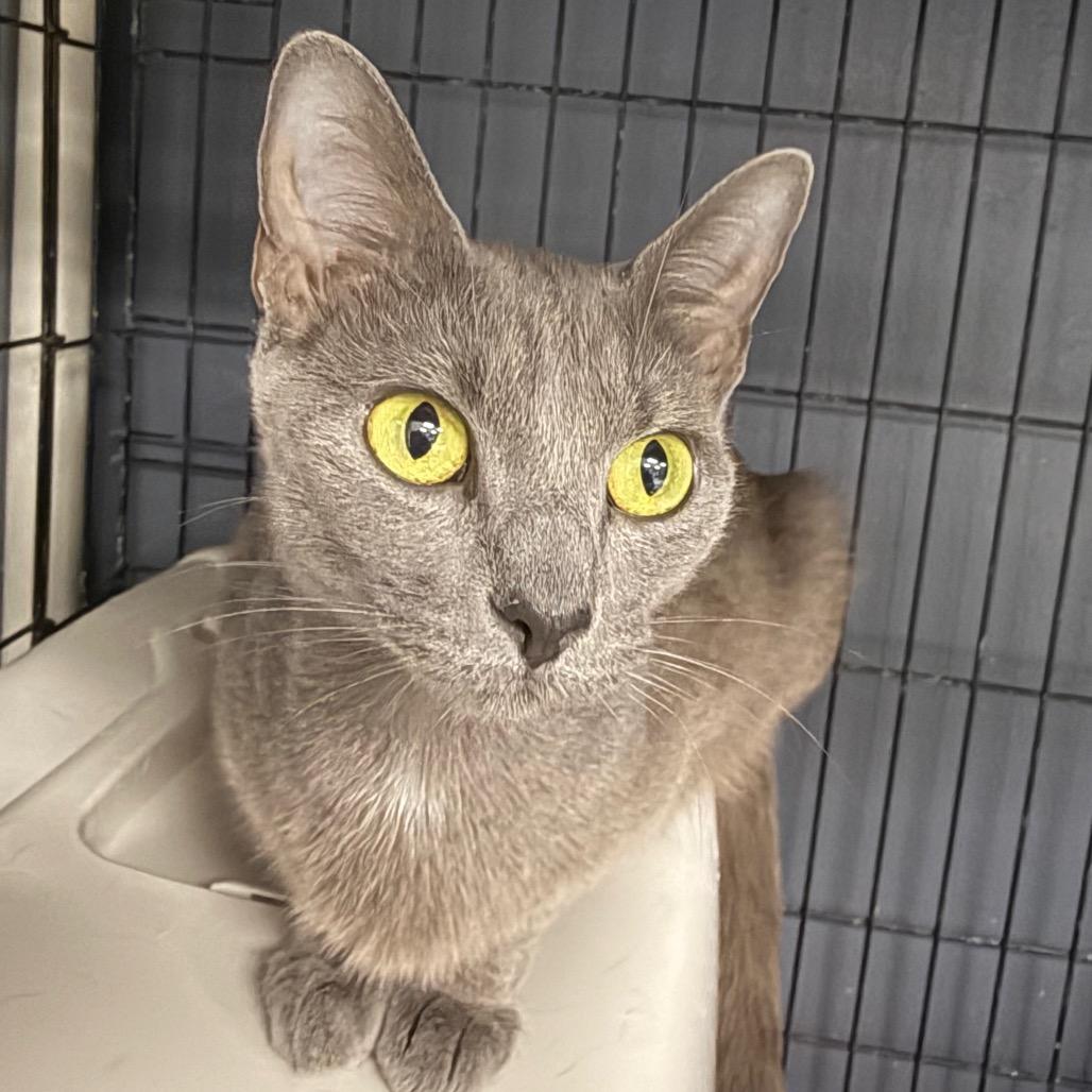 Sage, Adoptable, Adult Female Domestic Short Hair.