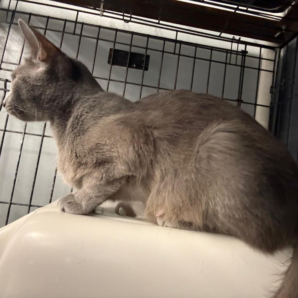 Enlarge Sage, a Adoptable Domestic Short Hair in Carroll, IA image 2/2