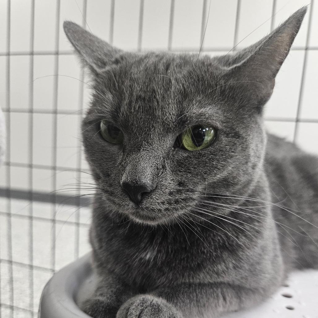 Enlarge Sage, a Adoptable Domestic Short Hair in Carroll, IA image 3/3