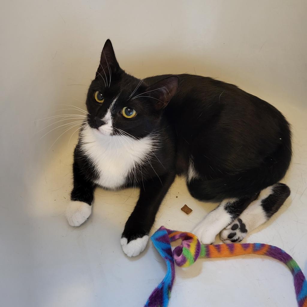 Blazie — thumbnail 2