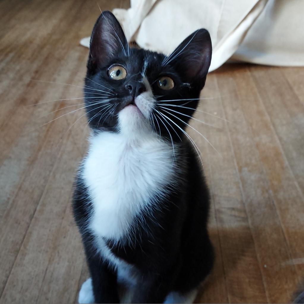 Blazie — thumbnail 3