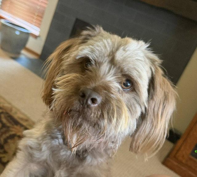 Chocolate, Adoptable, Adult Male Shih Tzu.