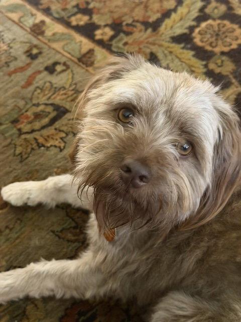 Chocolate, a Adoptable Shih Tzu in Seattle, WA image 2/3