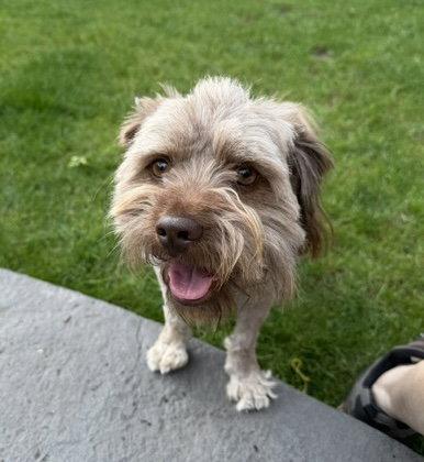 Chocolate, a Adoptable Shih Tzu in Seattle, WA image 3/3