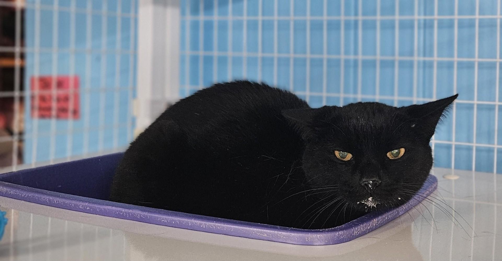 Enlarge Dino, a Adoptable Domestic Short Hair in Claremont, NH image 1/1