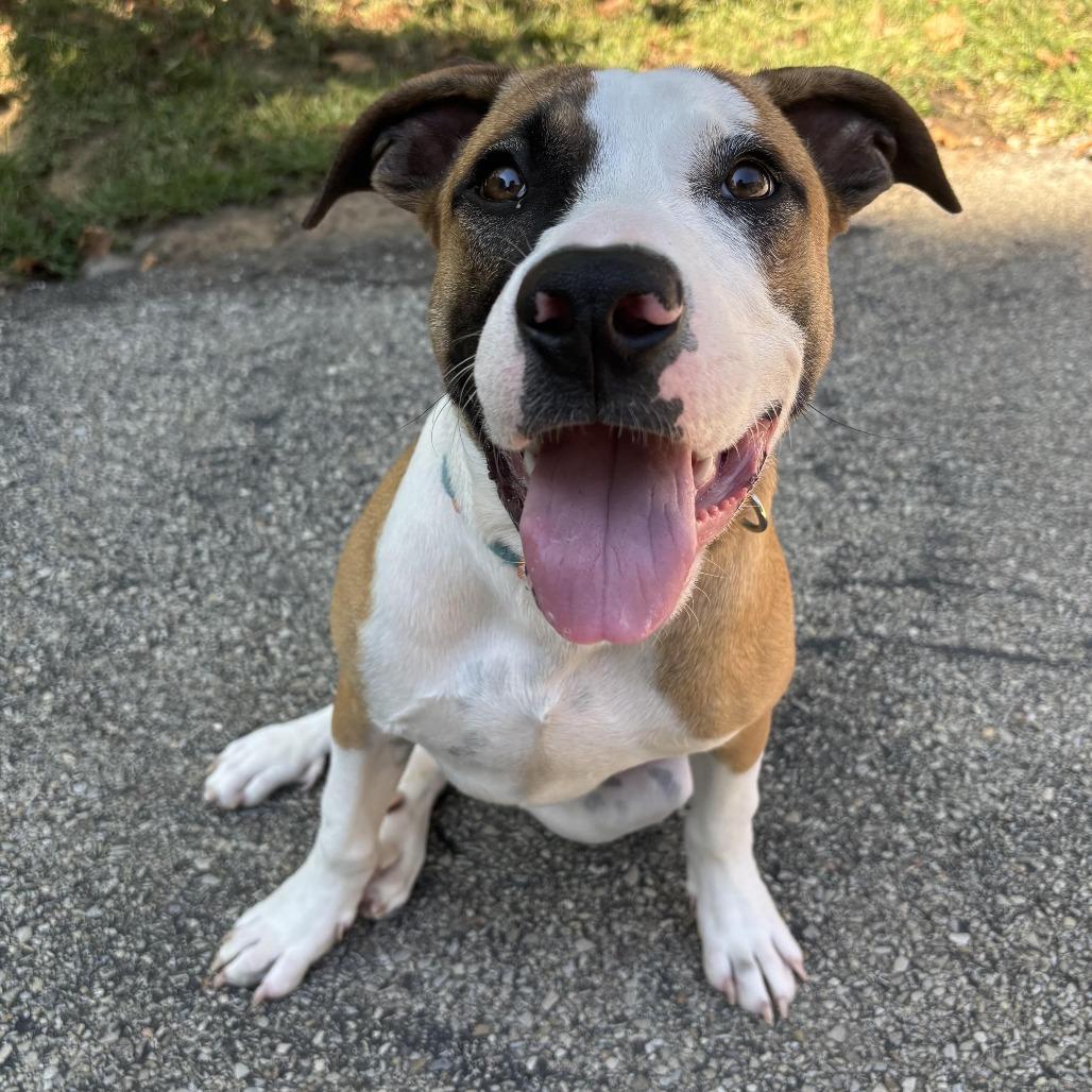 Woody, a Adoptable mixed breed in Waynesburg, PA image 1/6