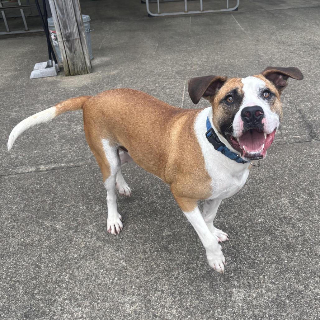 Woody, a Adoptable mixed breed in Waynesburg, PA image 2/6