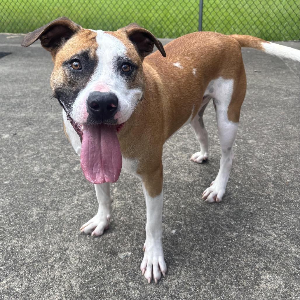 Woody, a Adoptable mixed breed in Waynesburg, PA image 4/6