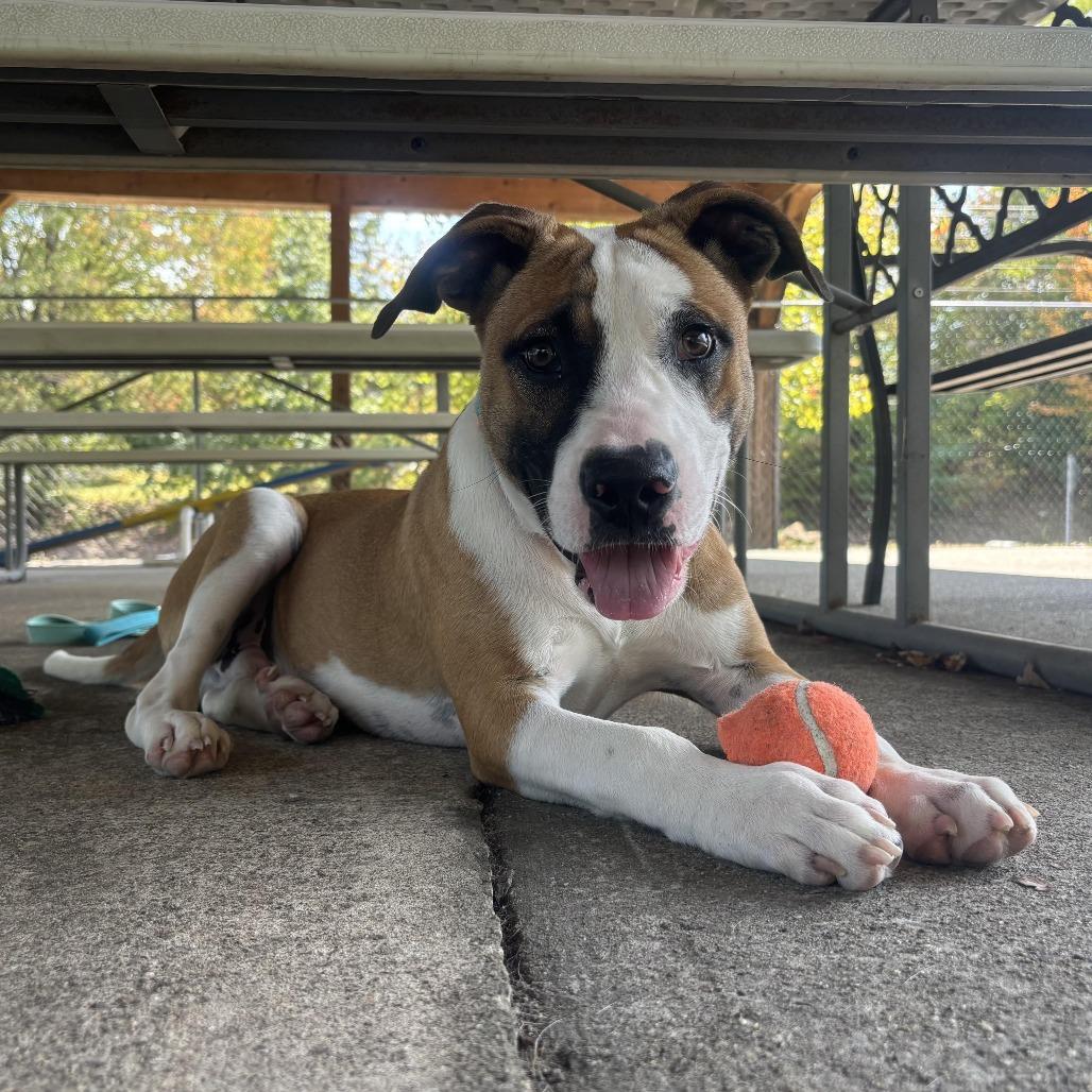 Woody, a Adoptable mixed breed in Waynesburg, PA image 5/6