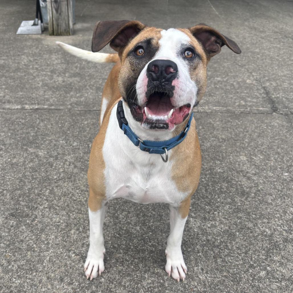 Woody, a Adoptable mixed breed in Waynesburg, PA image 6/6