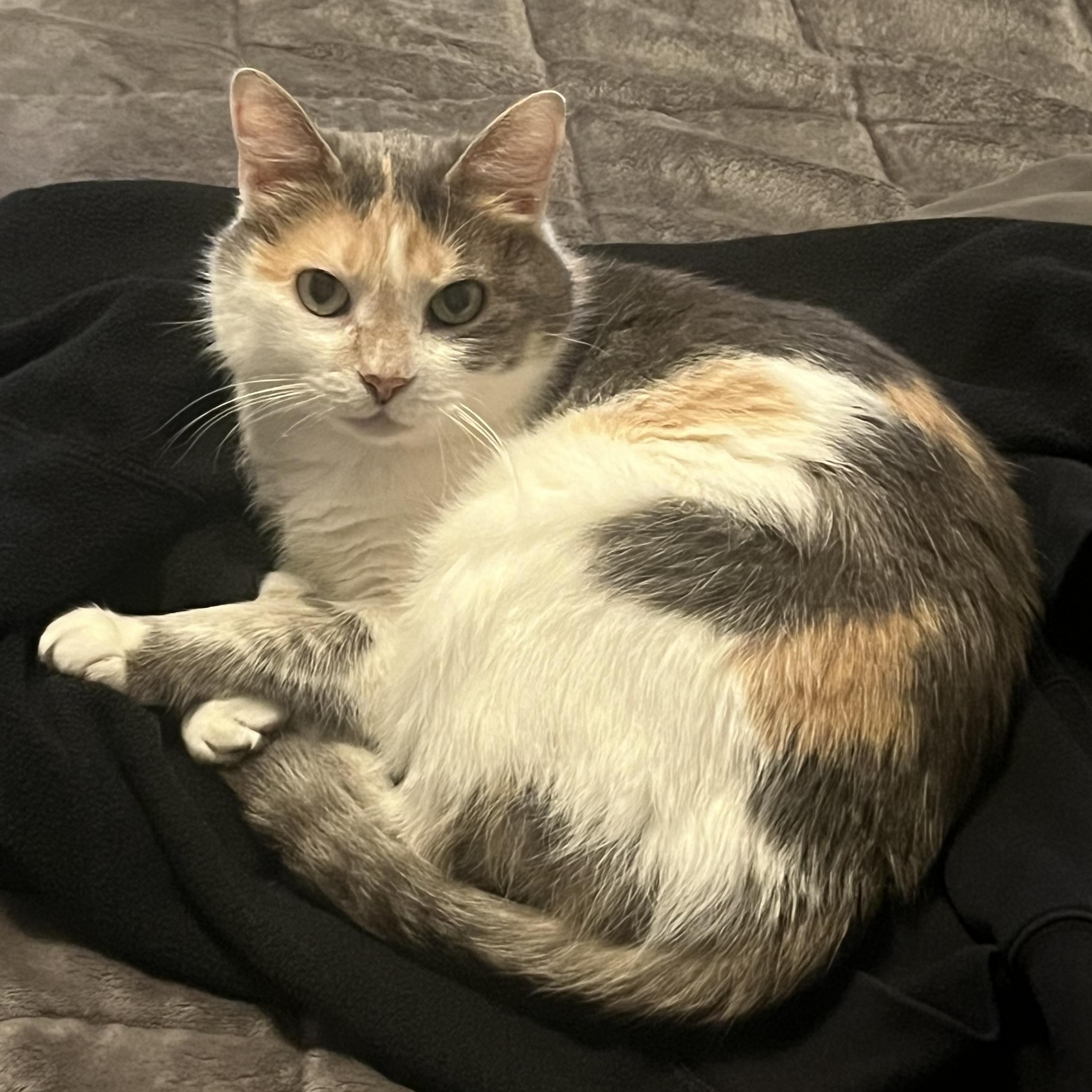 Enlarge Sweetie Belle, a Adoptable Domestic Medium Hair in COLORADO SPRINGS, CO image 3/6