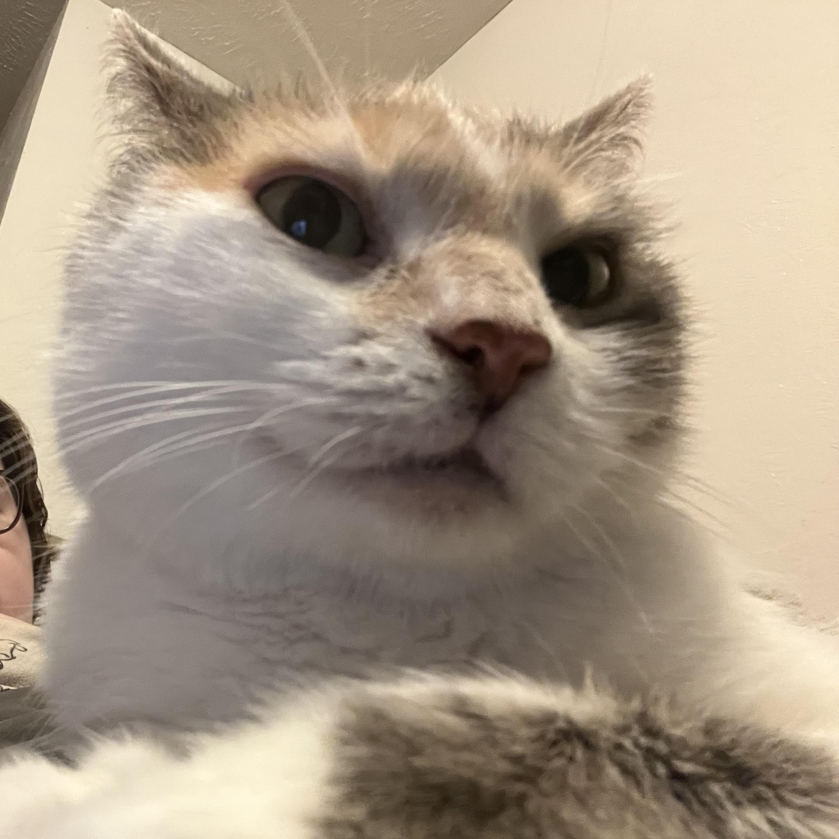 Enlarge Sweetie Belle, a Adoptable Domestic Medium Hair in COLORADO SPRINGS, CO image 6/6