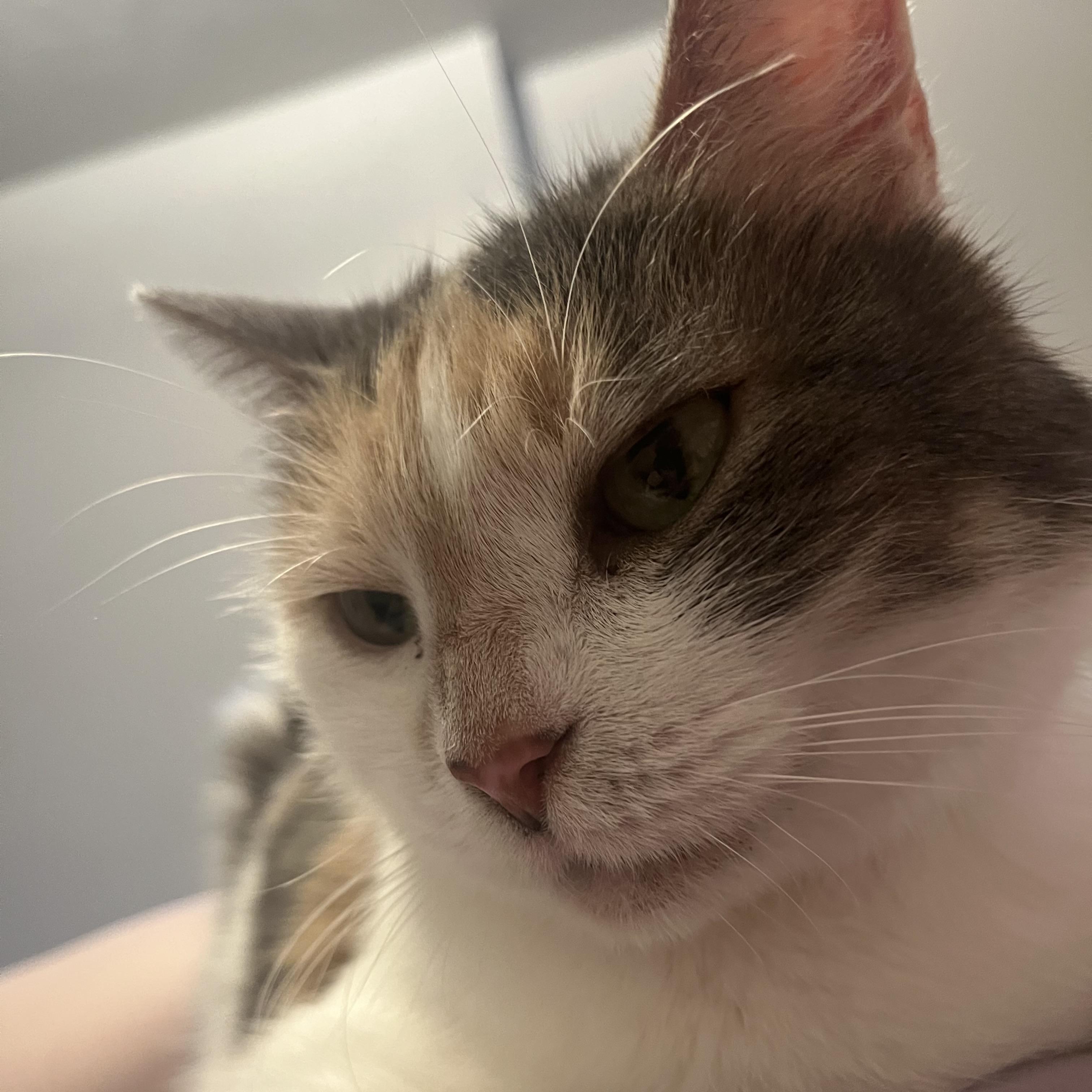 Enlarge Sweetie Belle, a Adoptable Domestic Medium Hair in COLORADO SPRINGS, CO image 2/6